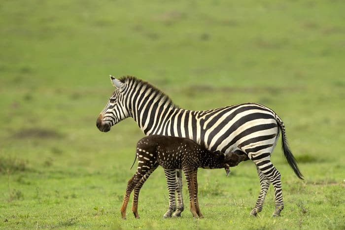 pöttyös zebra született kenyában