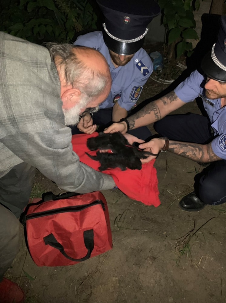rendőrök mentettek meg három kismacskát