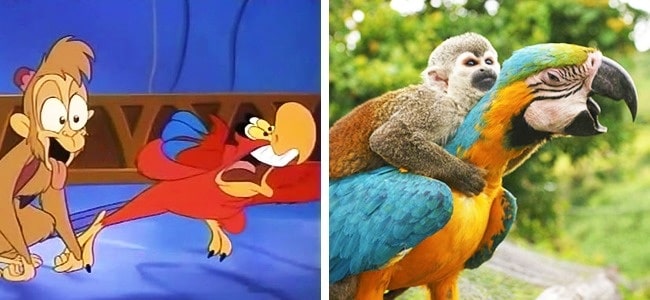 állatok rajzfilm karakterekre hasonlítanak