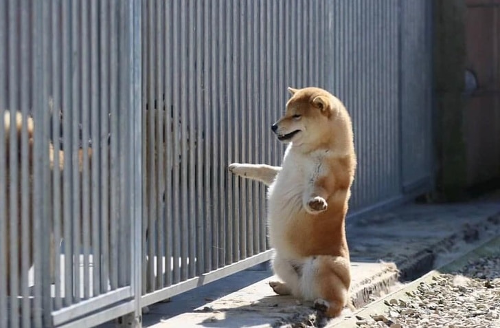 őrülten beleszeretünk a Shiba Inu kutyákba
