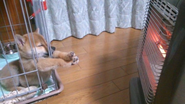 őrülten beleszeretünk a Shiba Inu kutyákba
