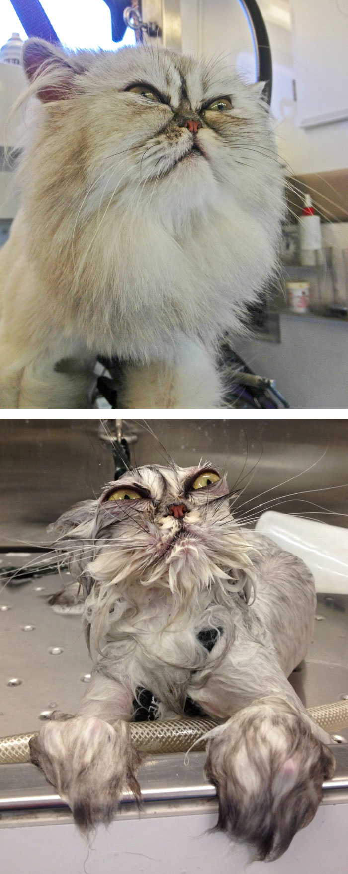 Macskák fürdés előtt és után
