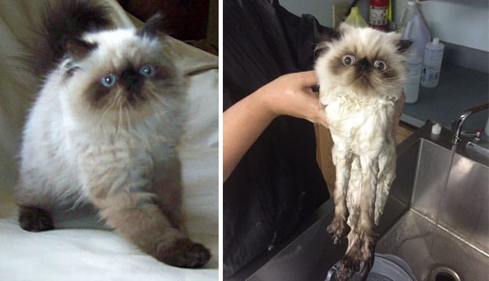 Macskák fürdés előtt és után