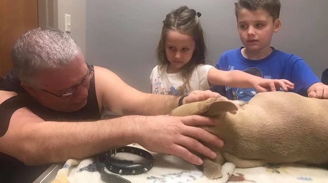 kutya megmentette a gyerekeket
