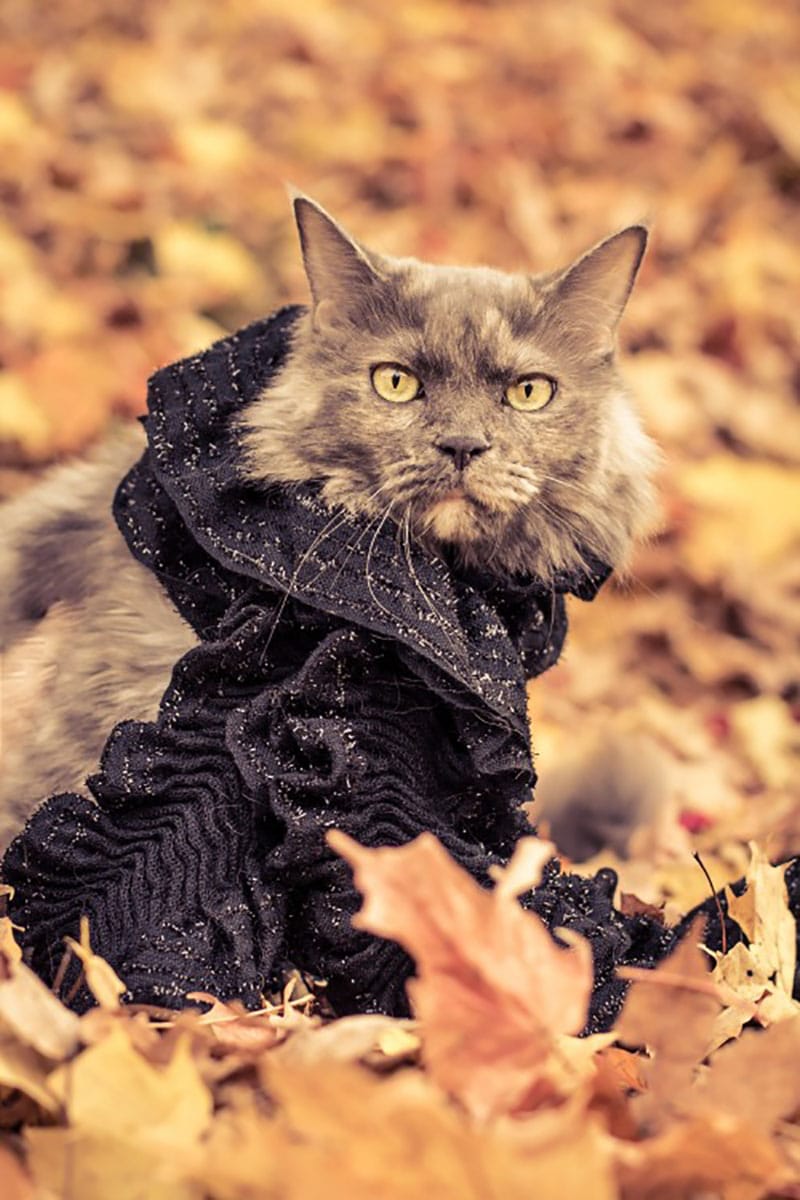 macskák akik szeretik az őszt