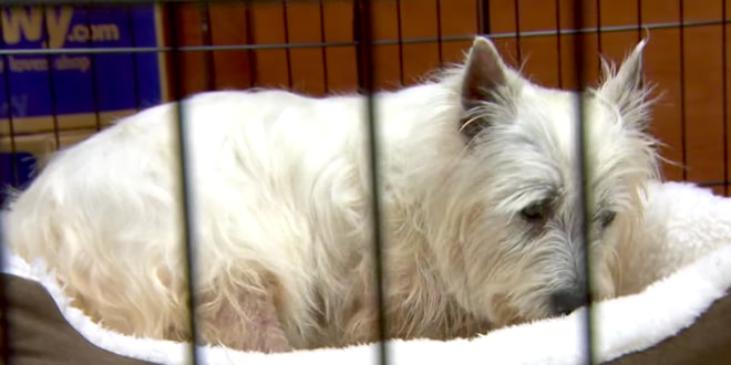A 12 éves kutya az egész életét egy ketrecben töltötte