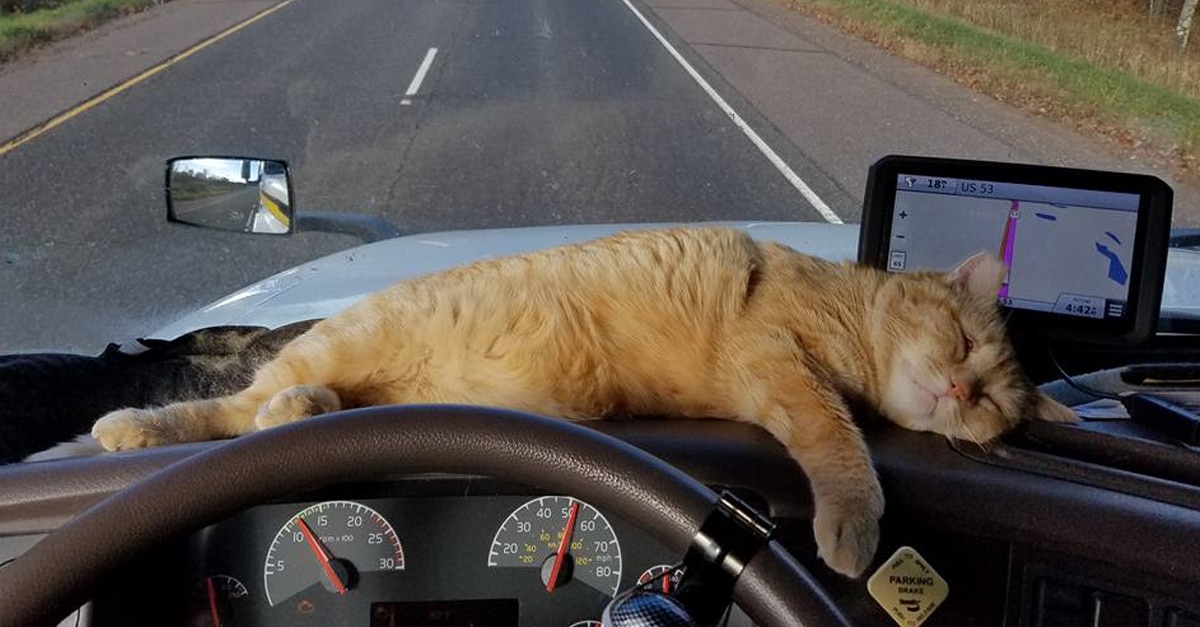 A kamion vezetője befogad egy árva cicát