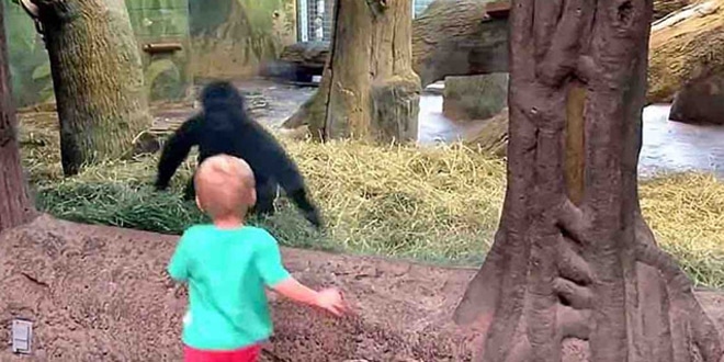 A kis 2 éves visszarohan, hogy megnézze az állatot