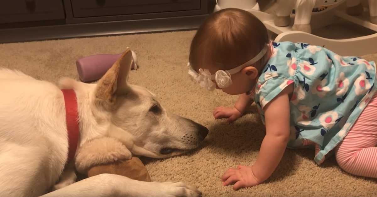 A kislány ad egy puszit a kutyának