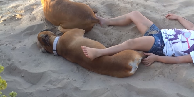 A kislány piszkálni kezdi a strandon fekvő kutyát