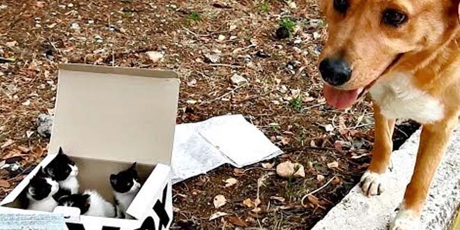 A kutya elhagyott kiscicákat talált egy dobozban
