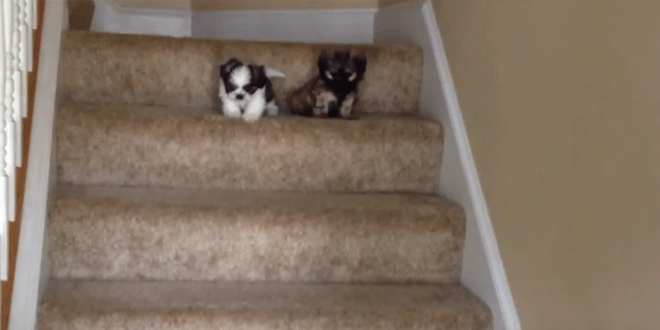 A két kölyökkutya most ismerkedik a lépcsővel