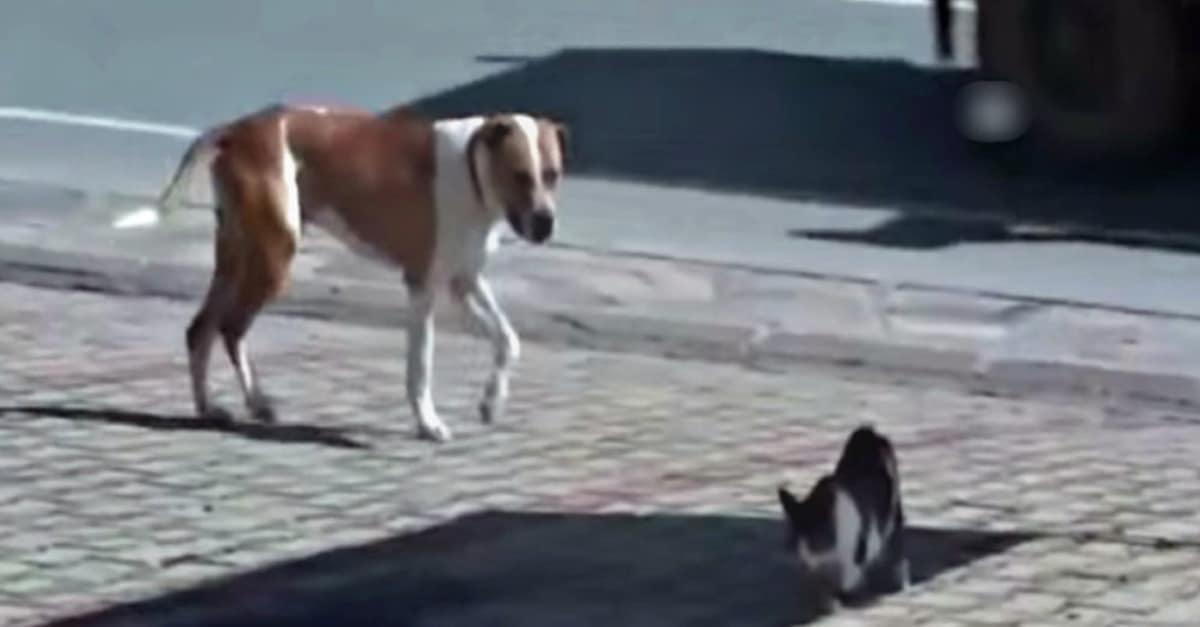 A pitbull sebesült cicát lát és intézkedik