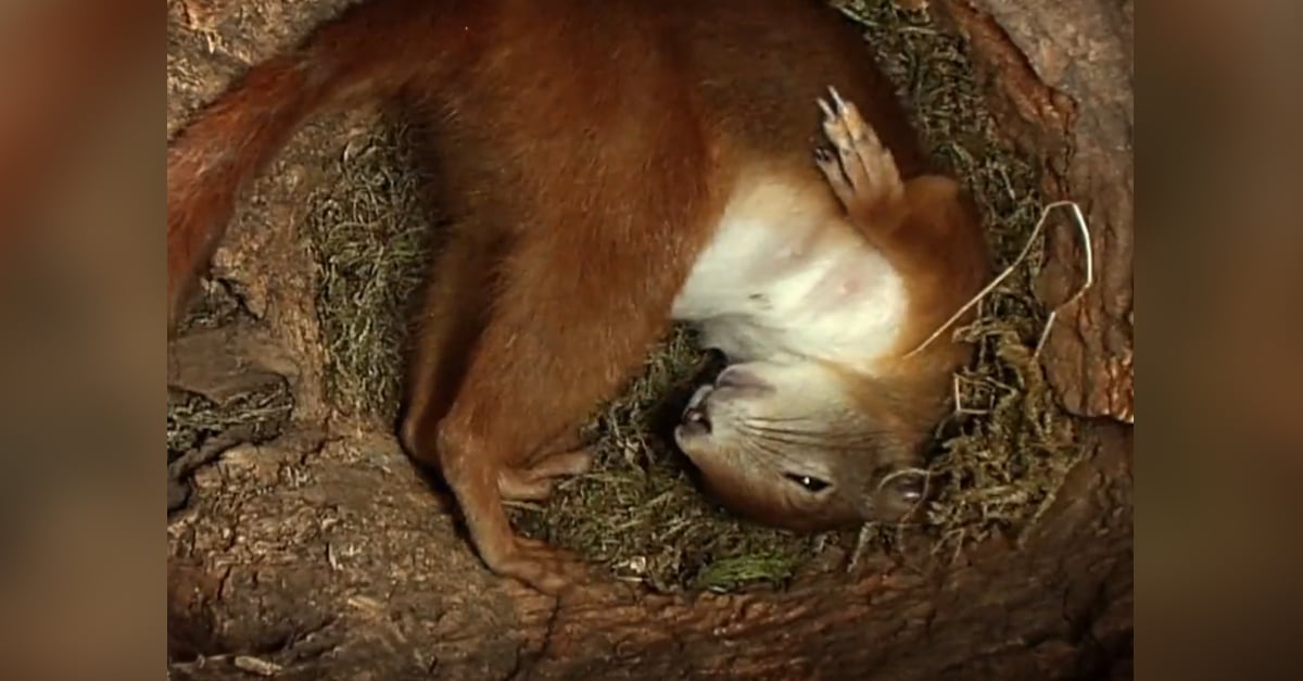 Csodálatos videó mutatja be a mókusok születését
