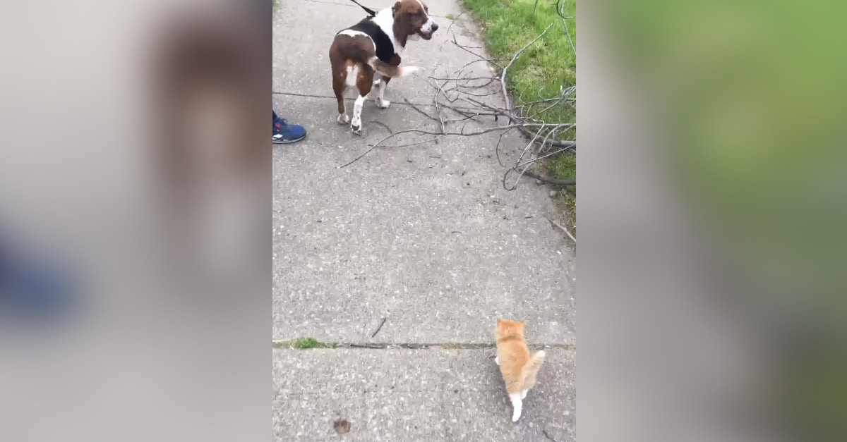 Egy árva cica minden reggel követte amikor a kutyáját sétáltatta