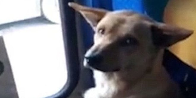 Felengedte a buszra a reszkető kutyát a sofőr