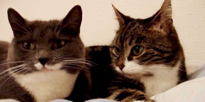 Két macska beszélget az ágyban
