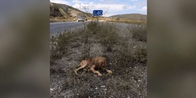 Senki nem törődött az út szélén hagyott kutyával