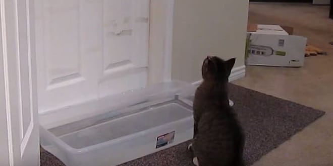 Vizet tett ajtó elé, hogy macskája ne tudjon bemenni