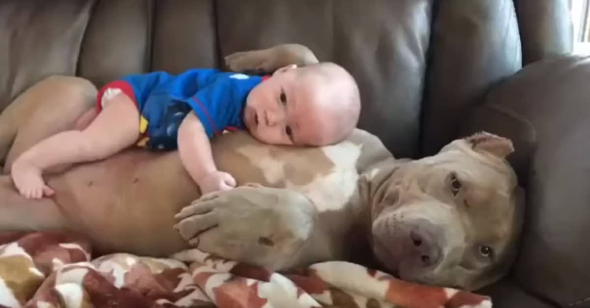 anyaként dajkálja a pitbull a kisbabát