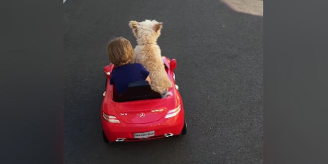 kutya vezeti a kisautót