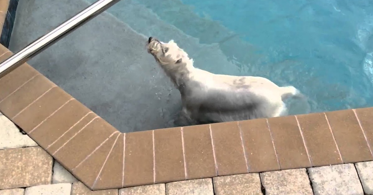 kutya örül a medencének