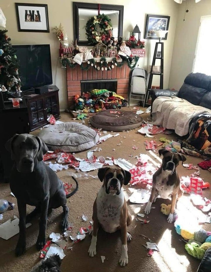 kutyák megpróbáltak jól viselkedni