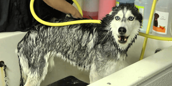 élvezi a fürdést ez a kutya