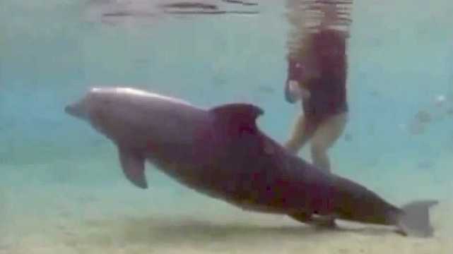 A delfin furcsán viselkedik és leúszik a mélybe