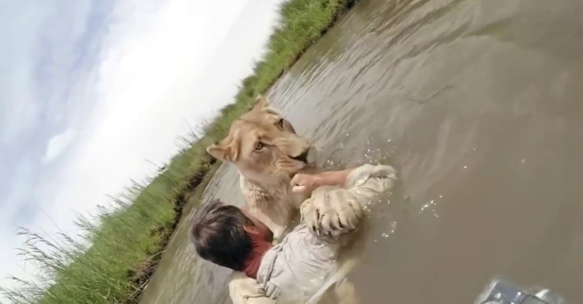A férfi megmentett két oroszlánkölykök