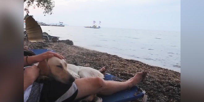 A férfi nyaralni megy és találkozik egy kóbor kutyával