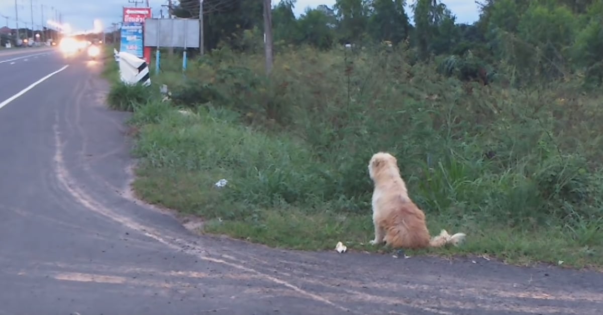 A hűséges kutya 4 év után is az út szélén várja gazdiját