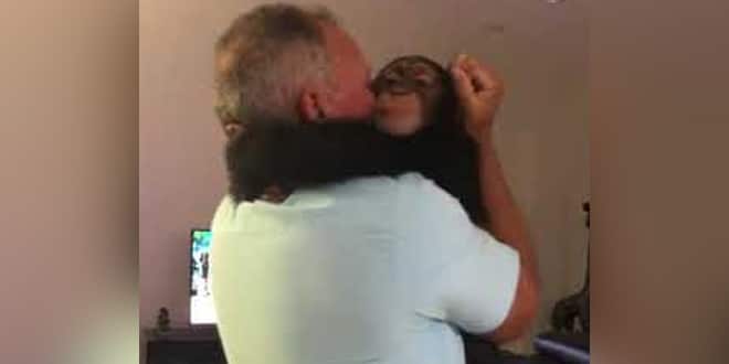 A kis csimpánz ismét együtt van a régi gondozóival