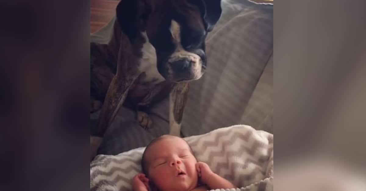 A kutya először találkozik a kisbabával
