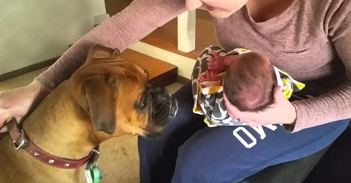 Az anya szól a kutyának óvatosan bánjon az újszülöttel