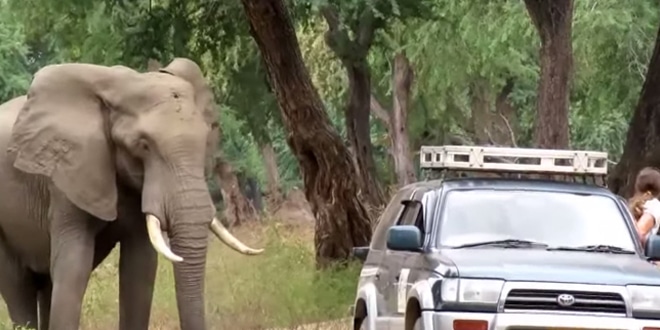 Az elefántot az orvvadászok fejbe lőtték