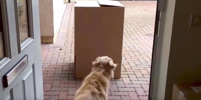 Csomagot talál a kutya a ház előtt