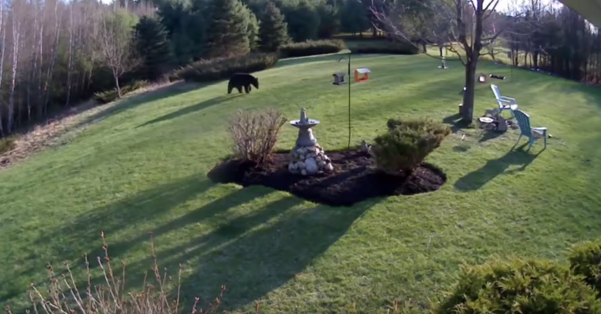 Egy fekete medve tévedt be a család udvarába