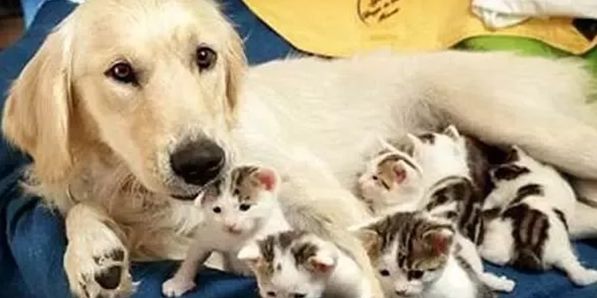 Egy kutya segít a macskának világra hozni kiscicáit
