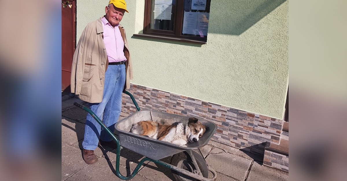 Ez a 84 éves bácsi 8 km-en át vitte kutyáját egy talicskában1