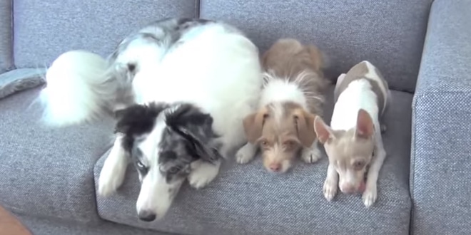 Három kutya fekszik egymás mellett a kanapén