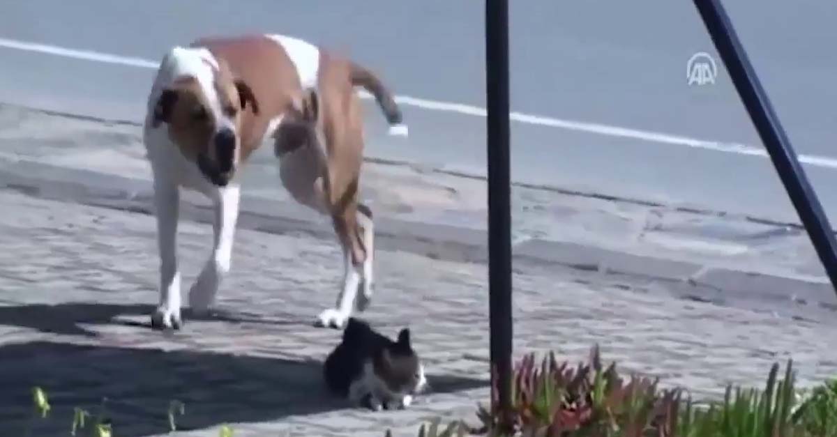 Kutya meglát egy sebesült macskát az út szélén