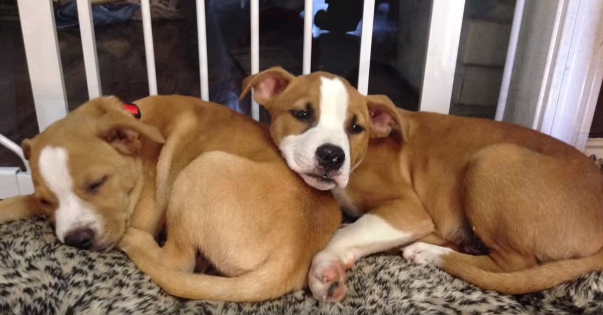 Két testvér kutya újbóli találkozása 4 hónap elteltével
