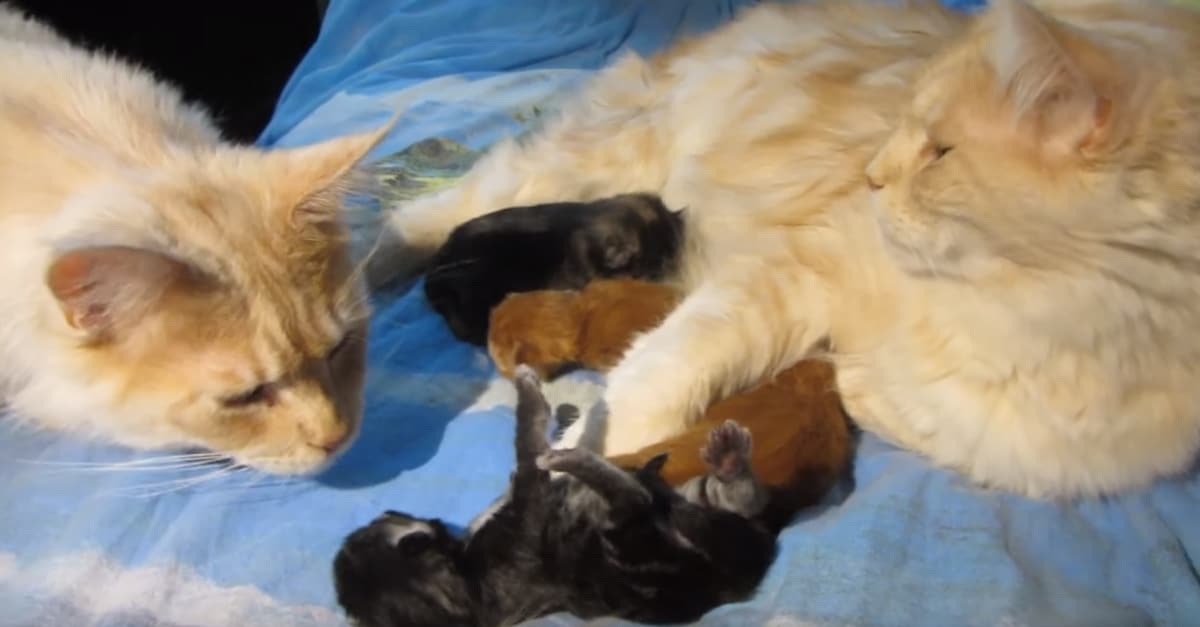 Mama cica gondoskodik újszülött kicsinyeiről