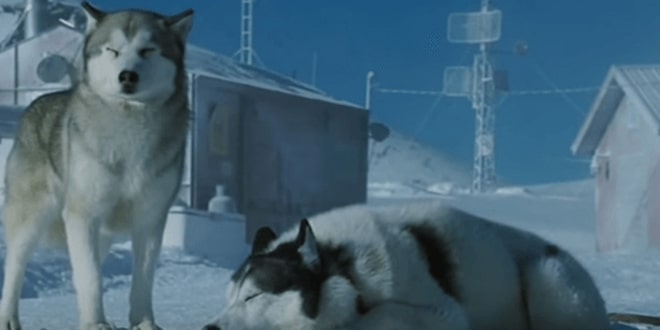 Megható kisfilm mutatja be a kutyák közti barátságot