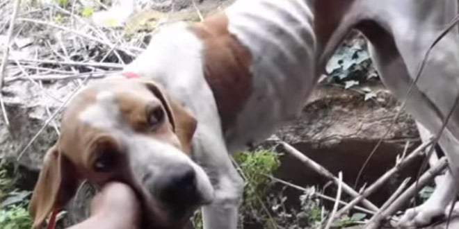 Szakadékban magára hagyott kutya meglátja a megmentőit
