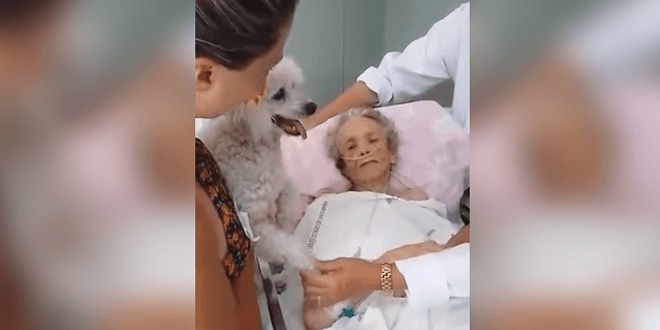 Szívszorító módon búcsúzott el az idős néni a kutyájától