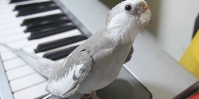 Íme a világ legédesebb papagája