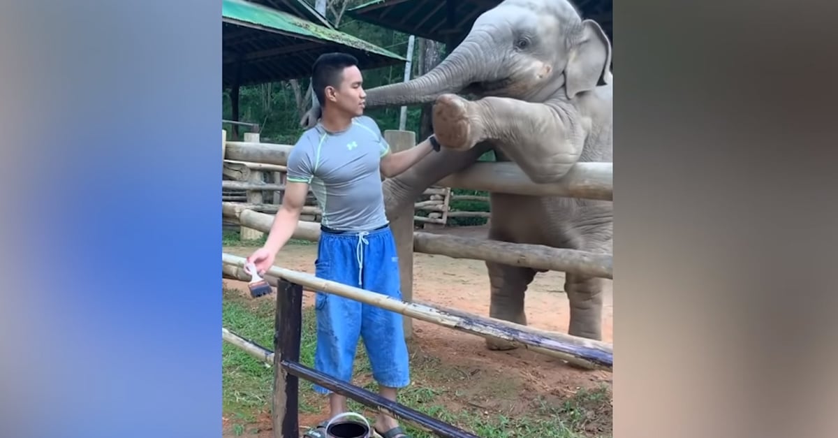 A kis elefánt játszani szeretne a gondozójával