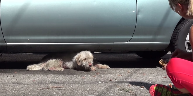 A kutya már hosszú hónapok óta egy parkolóban élt